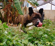 BUDDY Imagen 1